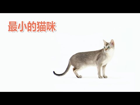The smallest cat: Singapore Cat