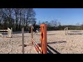 Karma du Pin - CSO - CCE - Hongre 6 ans