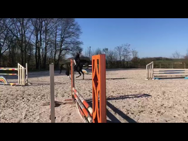 Karma du Pin - CSO - CCE - Hongre 6 ans 