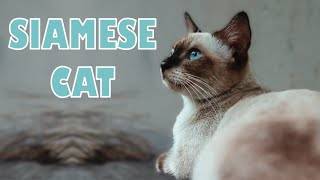 SIAMESE Cats - What you MUST know BEFORE adopting one