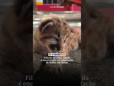 Filhote de onça-parda é encontrado em plantação de milho em Goiás