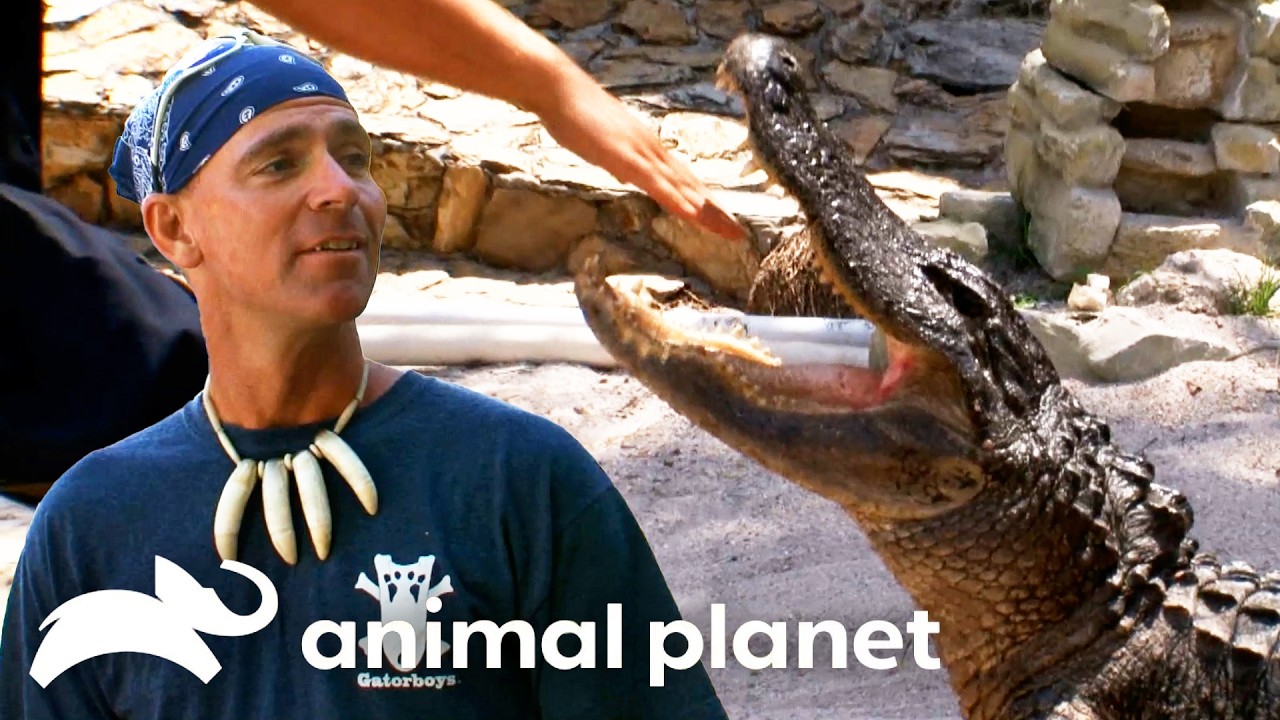 Building the Gator Park in SEASON 1 | Gator Boys | Animal Planet