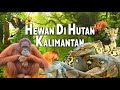 We Explore The Jungles Of Borneo Meet Giant Tangkalaluk Snakes Orangutans Proboscis Monkeys