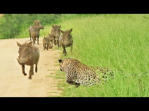 Brave Warthog Fights Predators and Luckily Survives  Warthog vs Cheetah, Eagle
