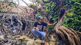 Projects 1M Kolam koi & Landscape yogyakarta