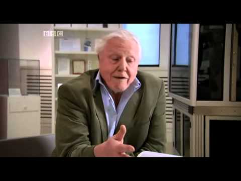 DNA GeneticRelatedness Human Genome - Attenborough