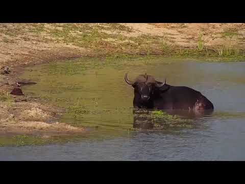 Djuma: Two African Buffalo resting in the water - 16:49 - 01/19/22