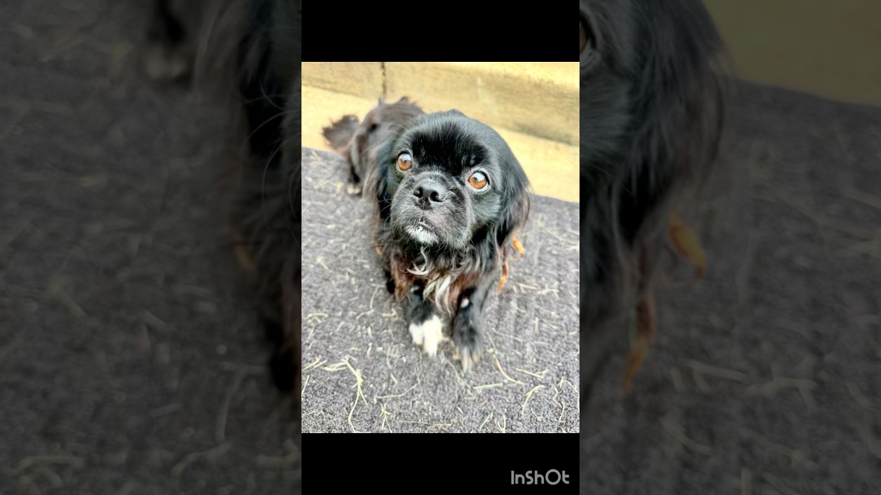Peke, a ADOPTABLE Pekingese in Gainesville, VA video 2/6