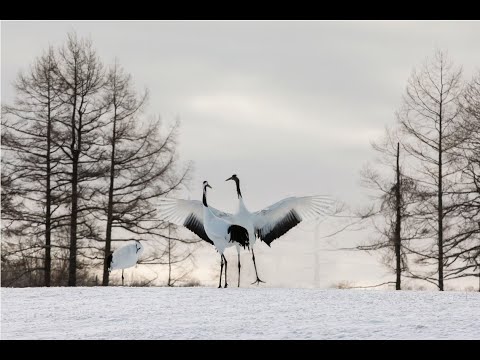평화순례 - 박흥우, 최원영