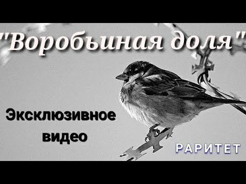 Сергей Маевский "Воробьиная доля"