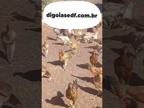É Galinha pra dedeu... #formosagoias