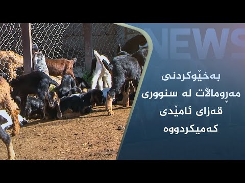 بەڤیدیۆ.. بەخێوکردنی مەڕوماڵات لە سنووری قەزای ئامێدی کەمیکردووە