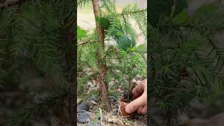 4年目スギ 地植えとミニ素焼きの成長の違い  #bonsai #garden  #shorts  #nature