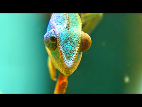 Colors Of The Chameleons- 4k/30fps HDR (ULTRA HD)