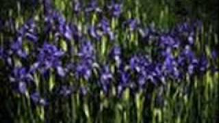 Gentle On My Mind Jim Casteel