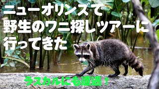 ルイジアナ州ニューオリンズの沼地に生息するワニを観に行ったら、とてもかわいいアライグマの群れに遭遇した【名物スワンプツアー】