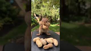 Download lagu alifun baun taun saa naat|little cat | alifun arnab | billi cats naat😻 #viral #cat mp3 Download lagu alifun baun taun saa naat|little cat | alifun arnab | billi cats naat😻 #viral #cat mp3