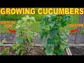 Your Cucumber Plants Will DIE Every Time You Make This Mistake!