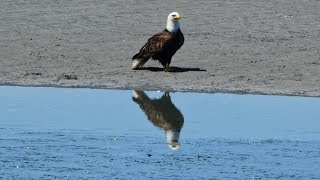 The Candles - Back to the City (HD) (6 of 16) - Trails, plants, animals, & nature in WA State