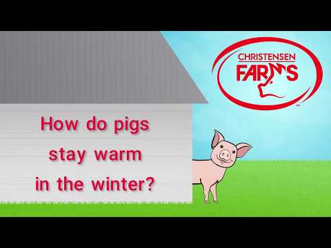 , title : 'How do pigs stay warm in the winter?'