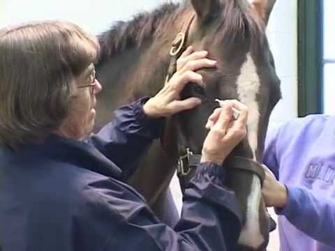 YouTube video about: How to put ointment in horses eye?