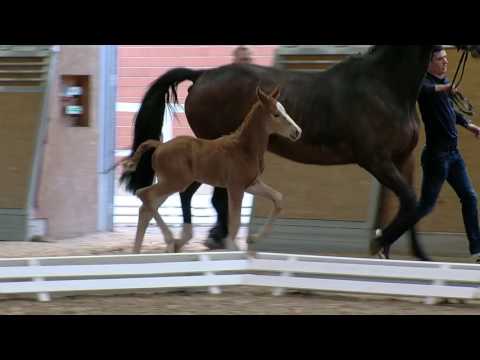 Lütkemeier, v. Fürst Jazz-Fürst Grandios-Likoto xx