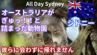 【時間がない方はココ！】コアラと朝食。オーストラリアのユニークな動物達が勢揃いするシドニーの動物園。午後はフィッシュマーケットでバグとスキャンピーのお刺身！
