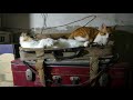 Kitty Force Play With Mother
