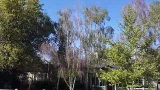 Signs That Your Trees Are Unhealthy