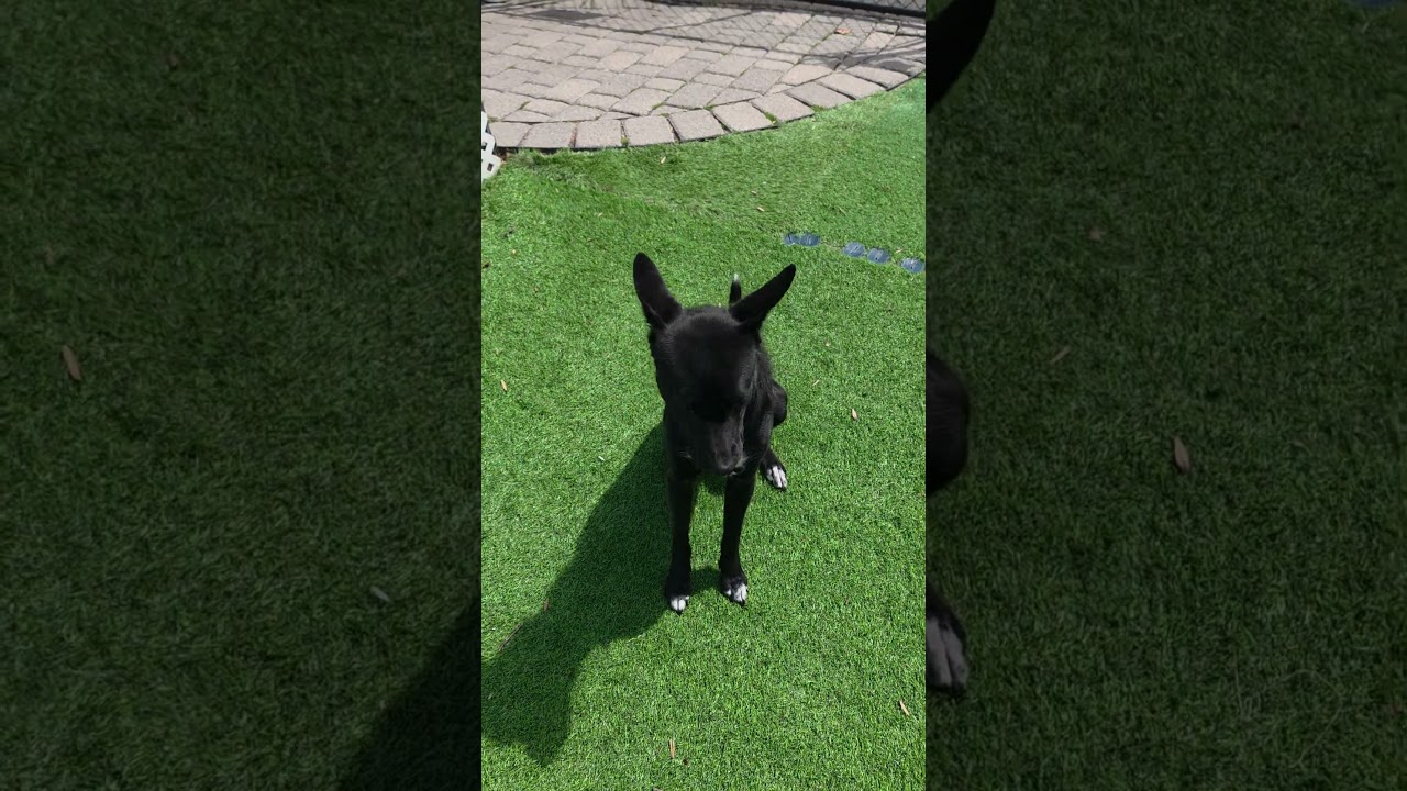 Enlarge Millie, a Adoptable mixed breed in Blairstown, NJ video 2/5