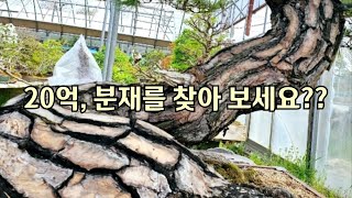 20억, 분재를 찿아 보세요??