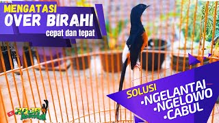 Download lagu Mengatasi Murai Batu Over Birahi mp3 Download lagu Mengatasi Murai Batu Over Birahi mp3