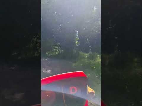 el Eucalipto quemado Arroyo negro paysandú