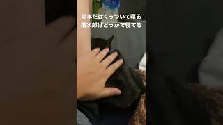 かわいすぎる子猫シリーズ #7