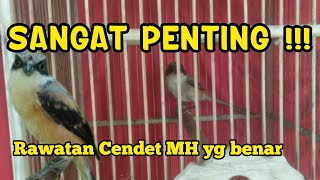 Download lagu MH Cendet Group: Proper Care for Young Forest Cendet Trotol, A Small Mistake Can Be Fatal mp3 Download lagu MH Cendet Group: Proper Care for Young Forest Cendet Trotol, A Small Mistake Can Be Fatal mp3