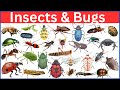Insects And Bugs Learn Bugs And Insects Name In English With Pictures