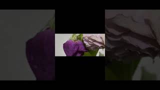 【#盗作】【#ヨルシカ】【#shorts】【#永久機関】  #盗作 #ヨルシカ  プロフよりYouTube fullへ飛べます！ #初音ミク #anime  #hatsunemiku