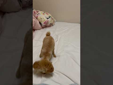 経営学科 トイプードル1歳 #トイプードル #toypoodle