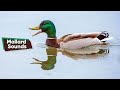 Mallard Duck Sounds Compilation Mallard Duck Quacking Call Sounds Learn Animal Sounds