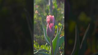 Dramatic Bulbs in Perennial Garden #gardening #springdiaries #botanylovers #garden #tulip #bulbs