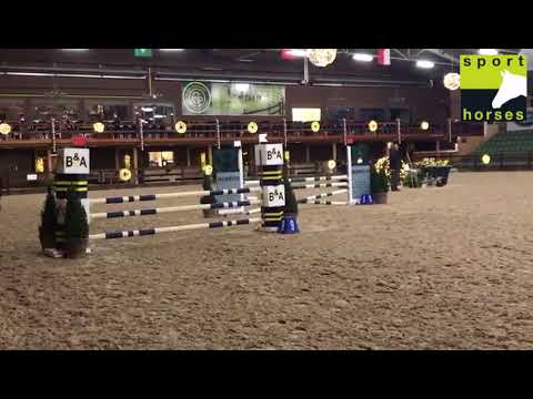 Zangersheide | Captain Celano Z |