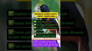 Download lagu rahasia murai batu cepat ngeplong #muraibatu mp3