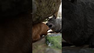 Wombat Defense Techniques - Natural Wonders