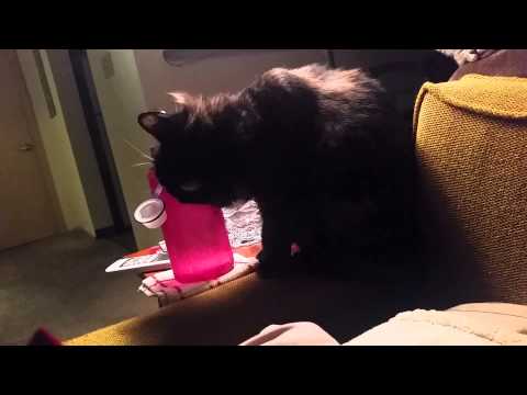 I caught Nalini licking the condensation off of my water bottle last night...