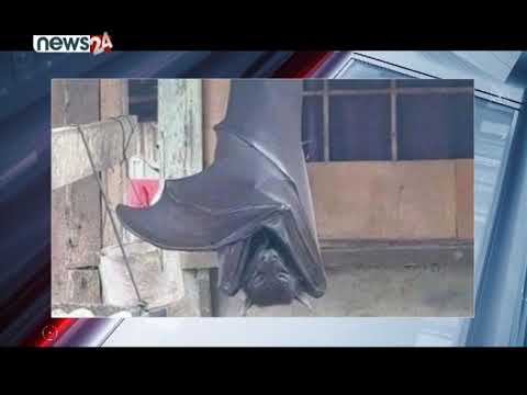 ६ फिटको अनौठो चमेरो ! - NEWS24 TV