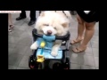 10 Funniest Chow Chow Videos