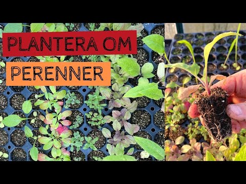 Plantera om höstsådda PERENNER - Hur gör jag med de små plantorna över vintern?