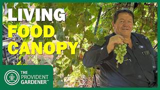 40 Gallons of Grapes from ONE Vine: Jim's Incredible Arbor Secret