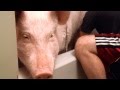 Bathtime With Esther The Wonder Pig