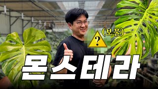가든킹 보물 몬스테라 ⚠️최초 공개⚠️ ㅣ 다 똑같은 것 같지만 다 다른 몬스테라의 세계